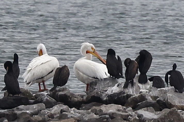 American White Pelican - Charlie Kaars