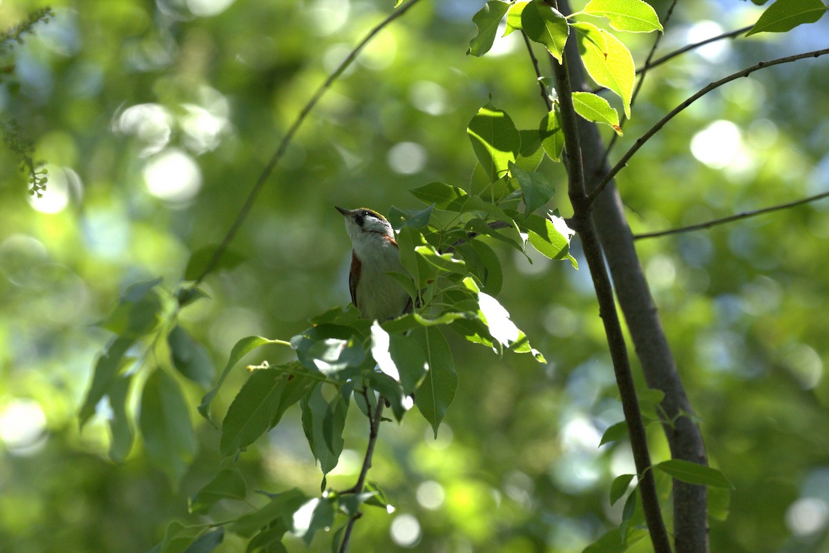 Chestnut-sided Warbler - ML636053042