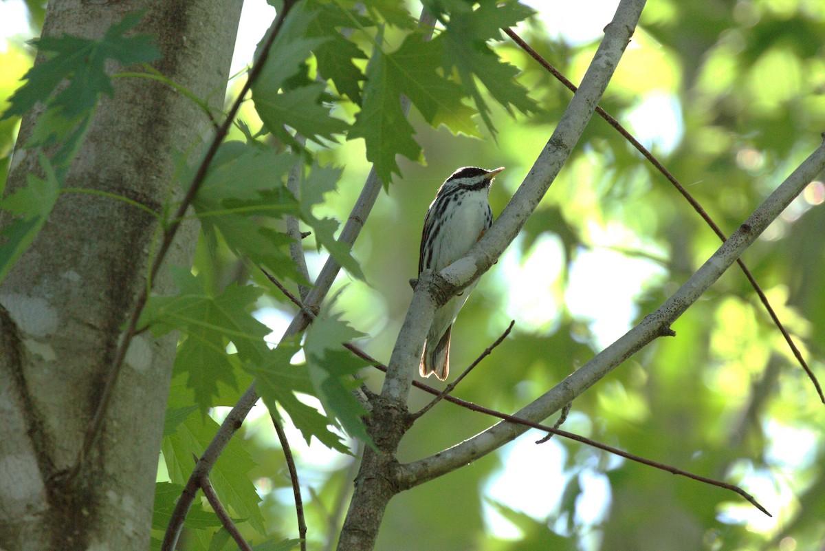 Blackpoll Warbler - ML636053049