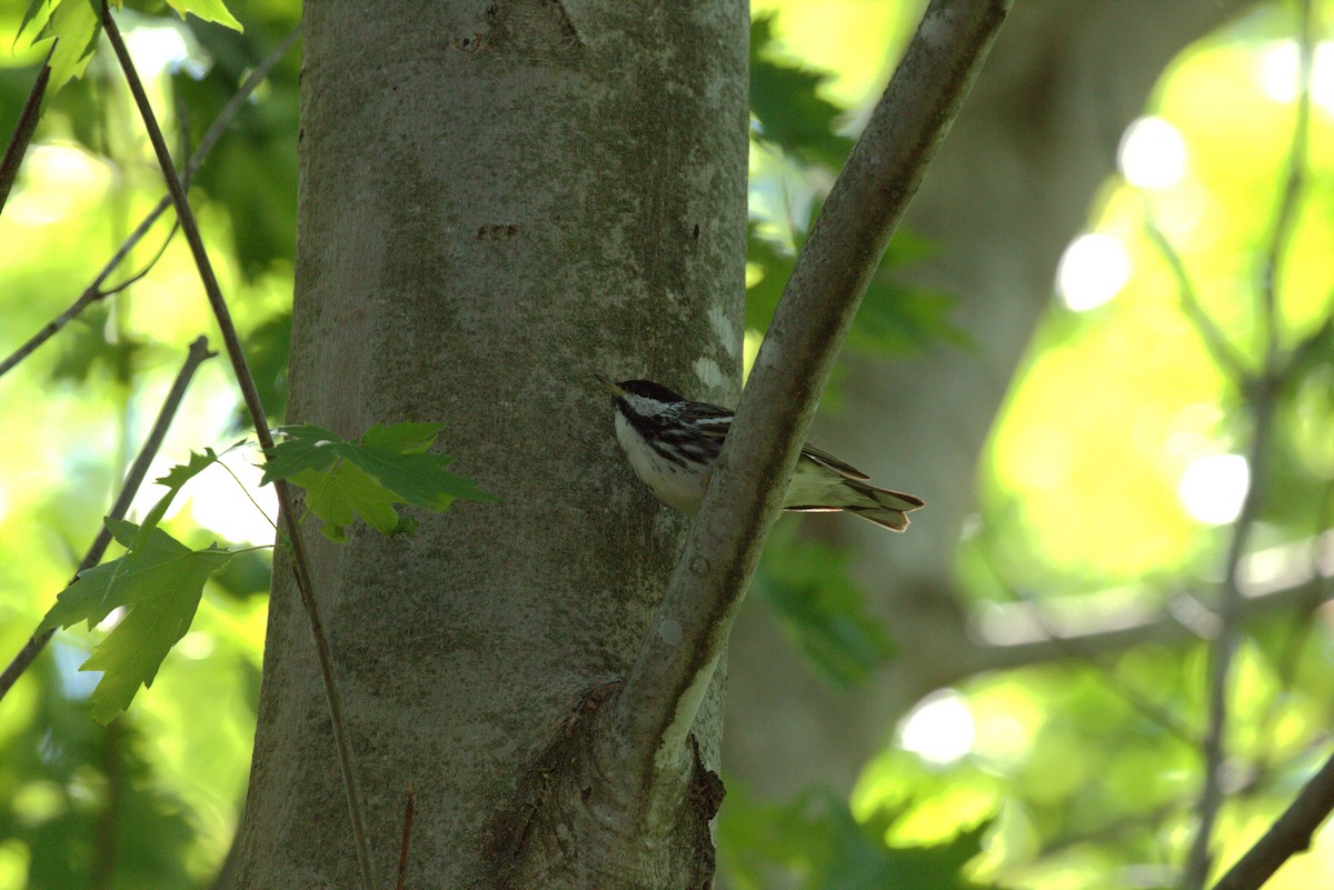 Blackpoll Warbler - ML636053050