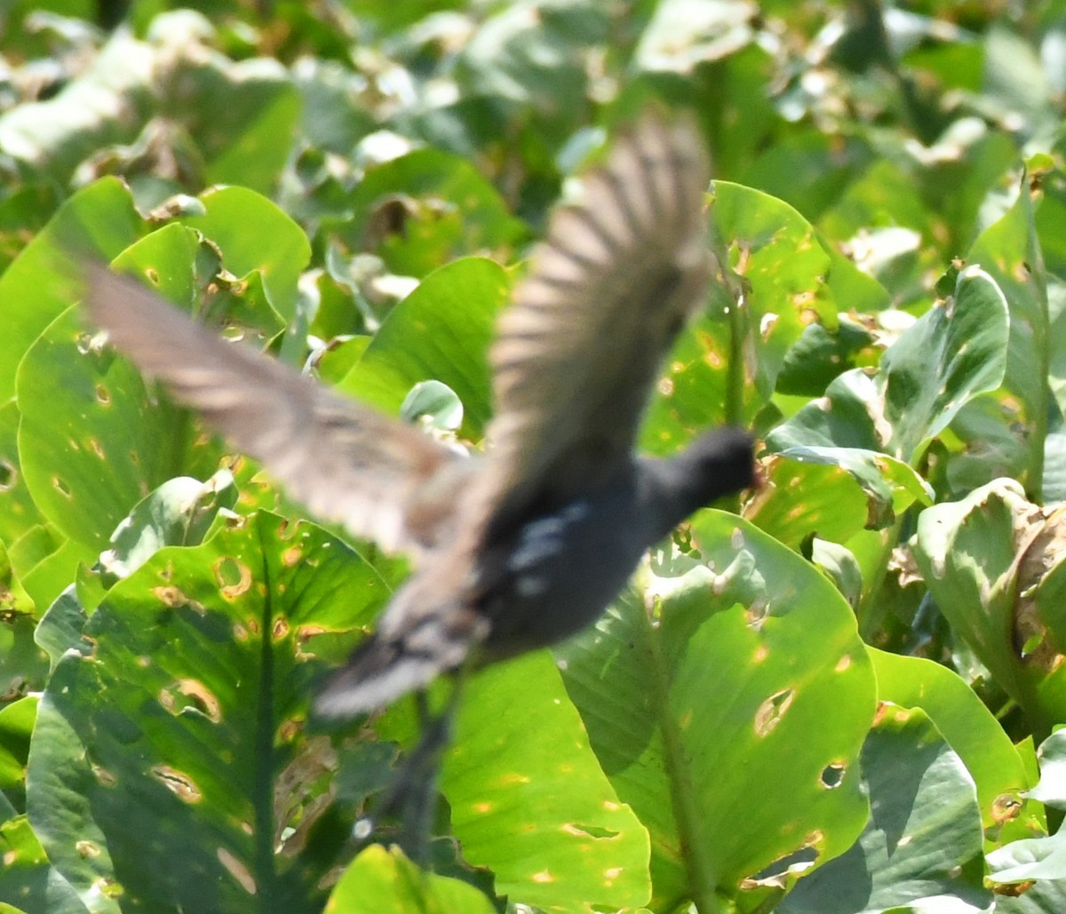 Common Gallinule - ML636053055