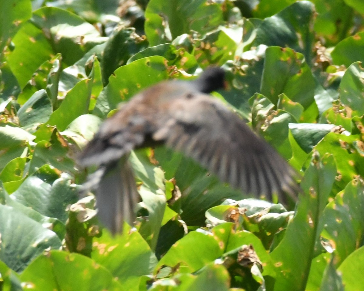 Common Gallinule - ML636053059