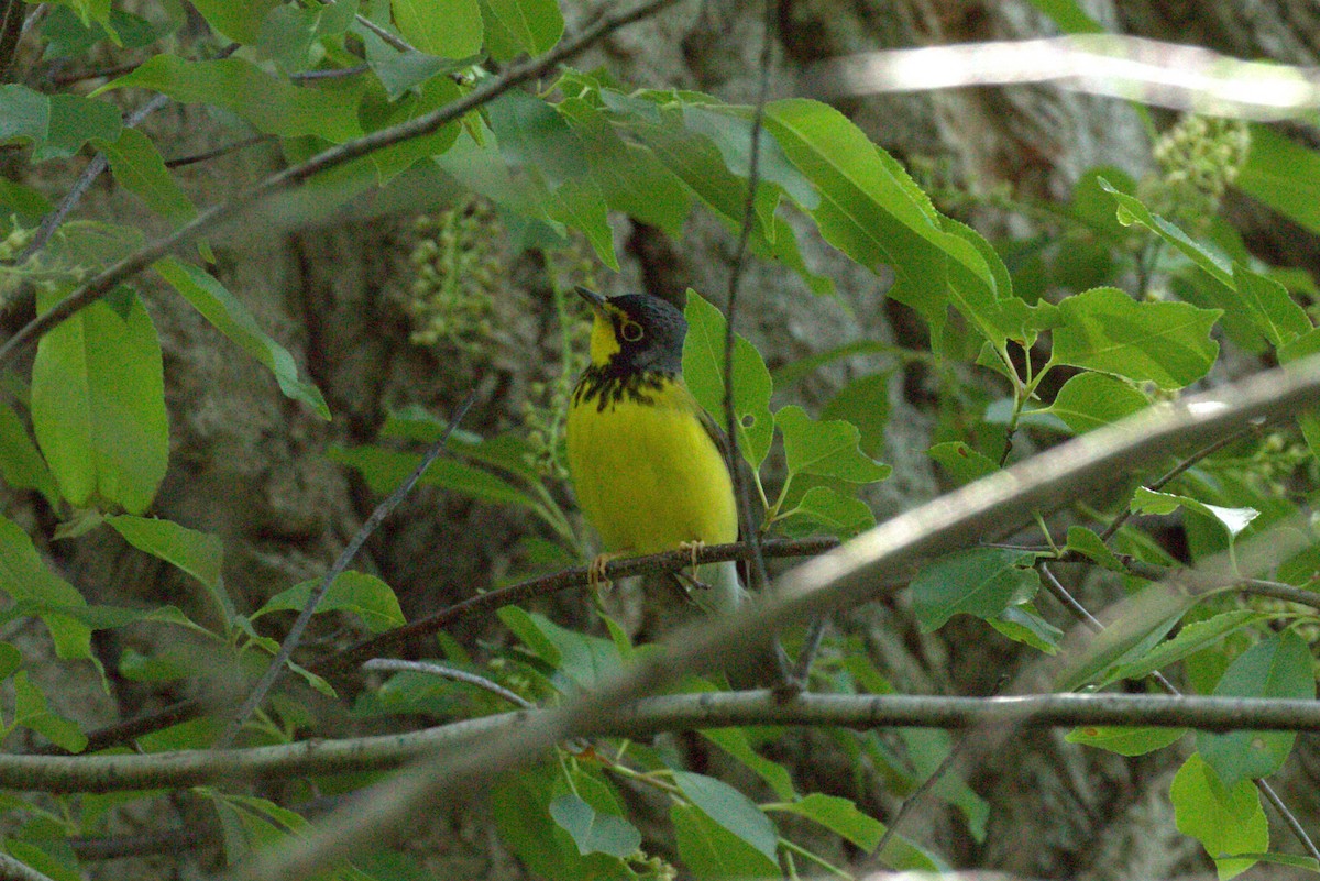 Canada Warbler - ML636053060