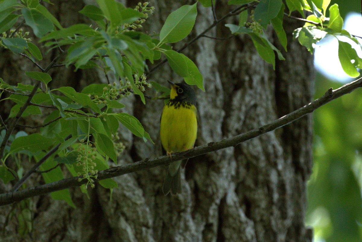 Canada Warbler - ML636053061
