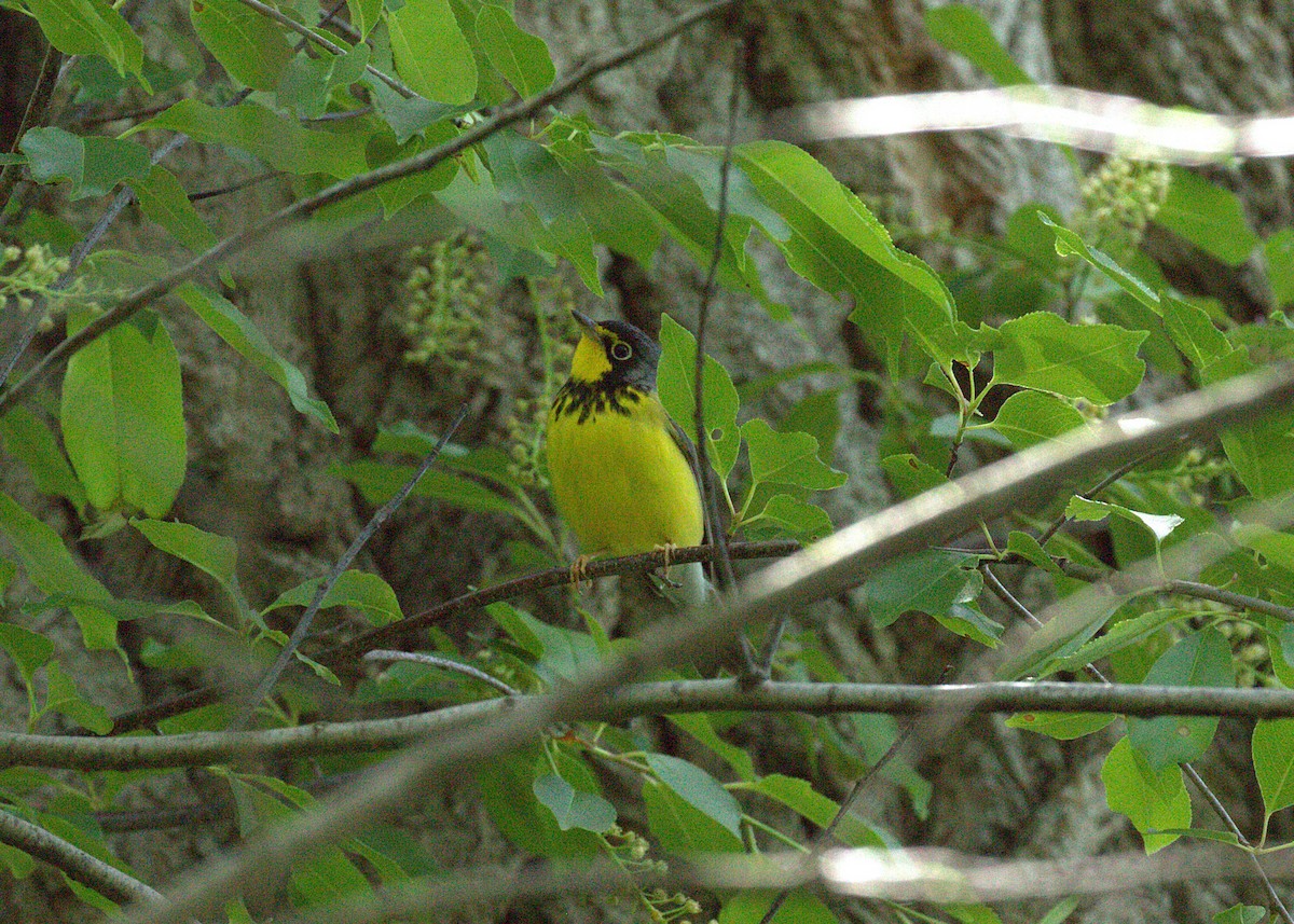 Canada Warbler - ML636053062