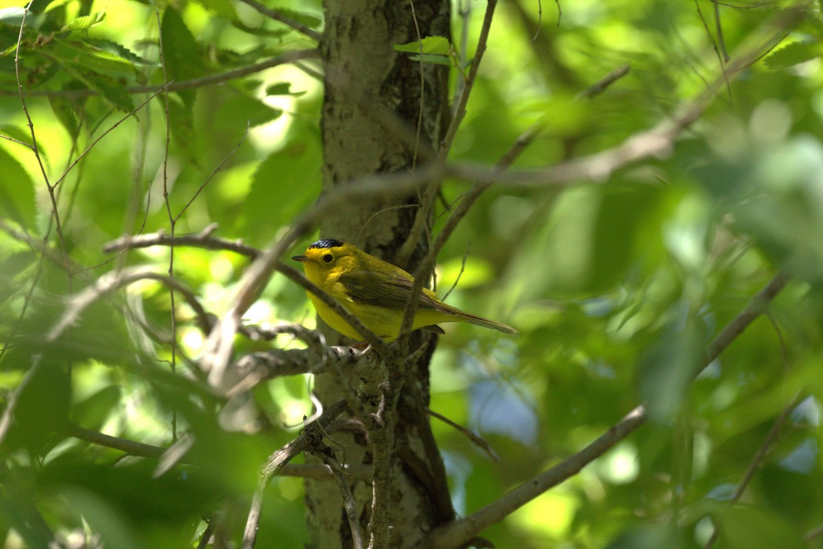 Wilson's Warbler - ML636053070