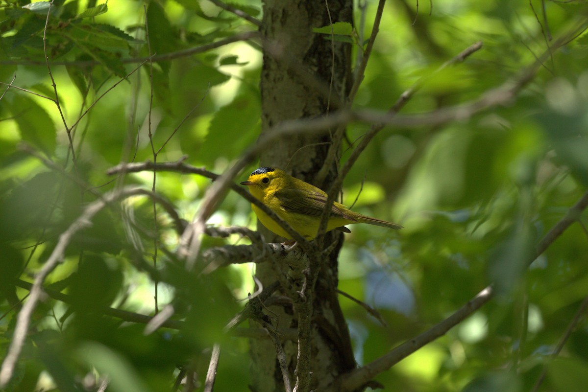 Wilson's Warbler - ML636053071
