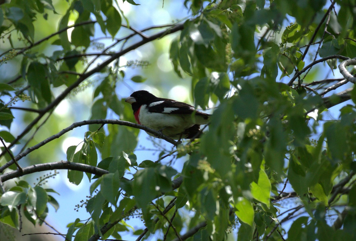 Rose-breasted Grosbeak - ML636053091