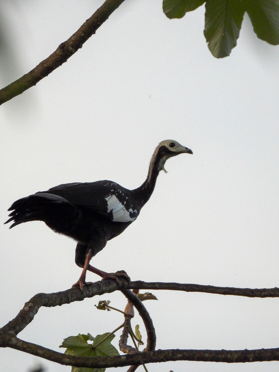 White-throated Piping-Guan - ML636053259