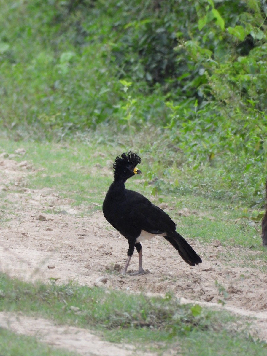 Bare-faced Curassow - ML636053312