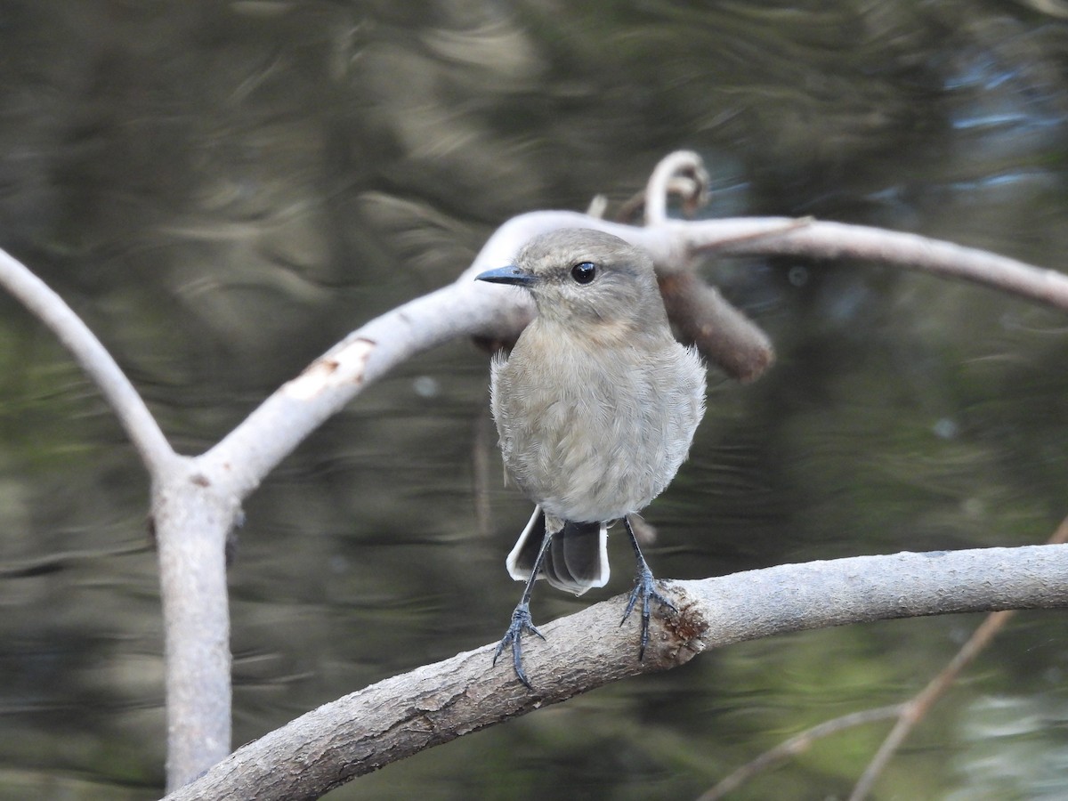 Dusky Robin - ML636053319
