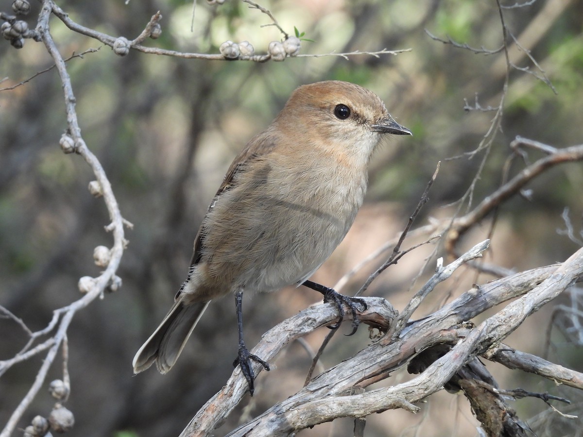 Dusky Robin - ML636053320