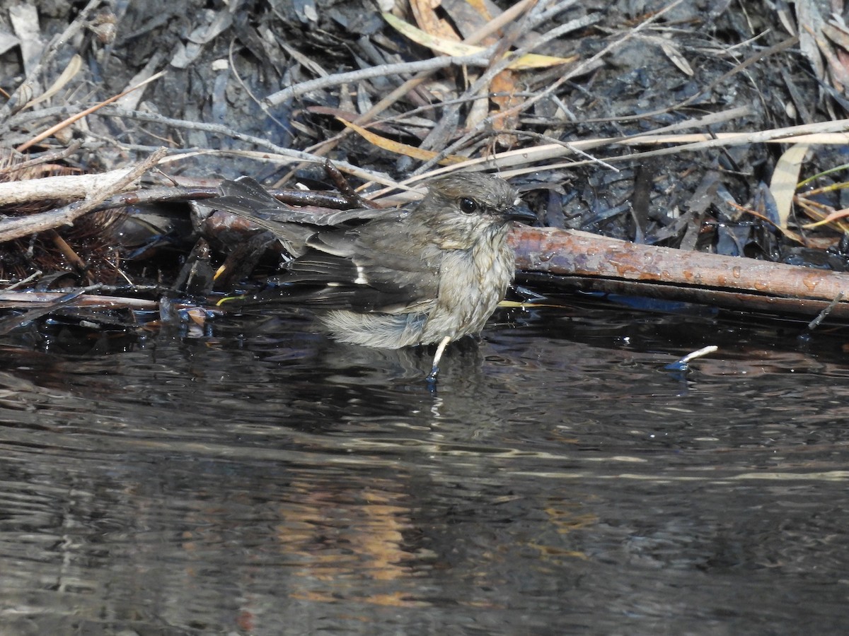 Dusky Robin - ML636053322
