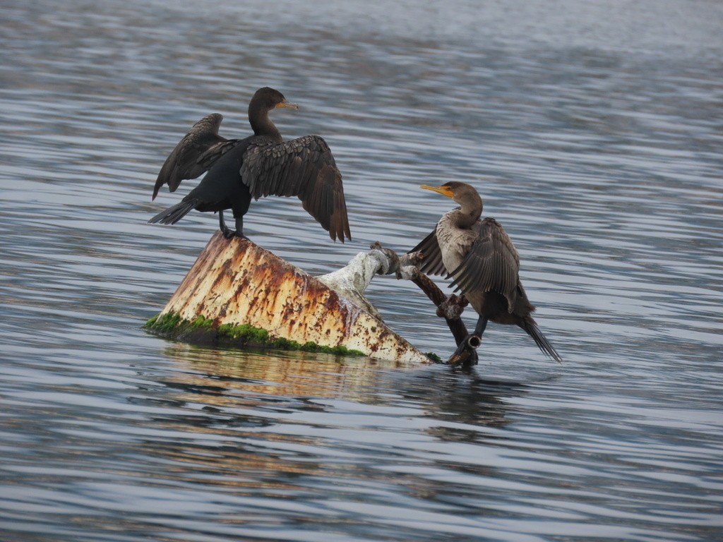 Cormoran à aigrettes - ML636053369
