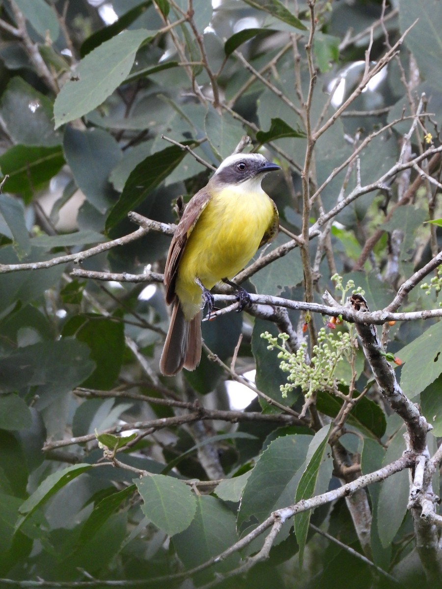 Rusty-margined Flycatcher - ML636053386