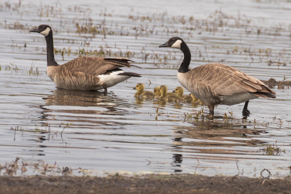 Canada Goose - ML636053407