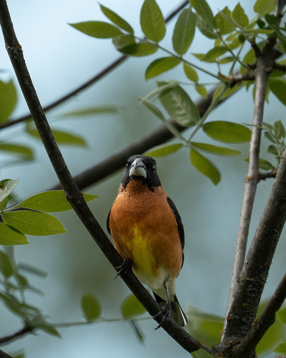 Black-headed Grosbeak - ML636053418