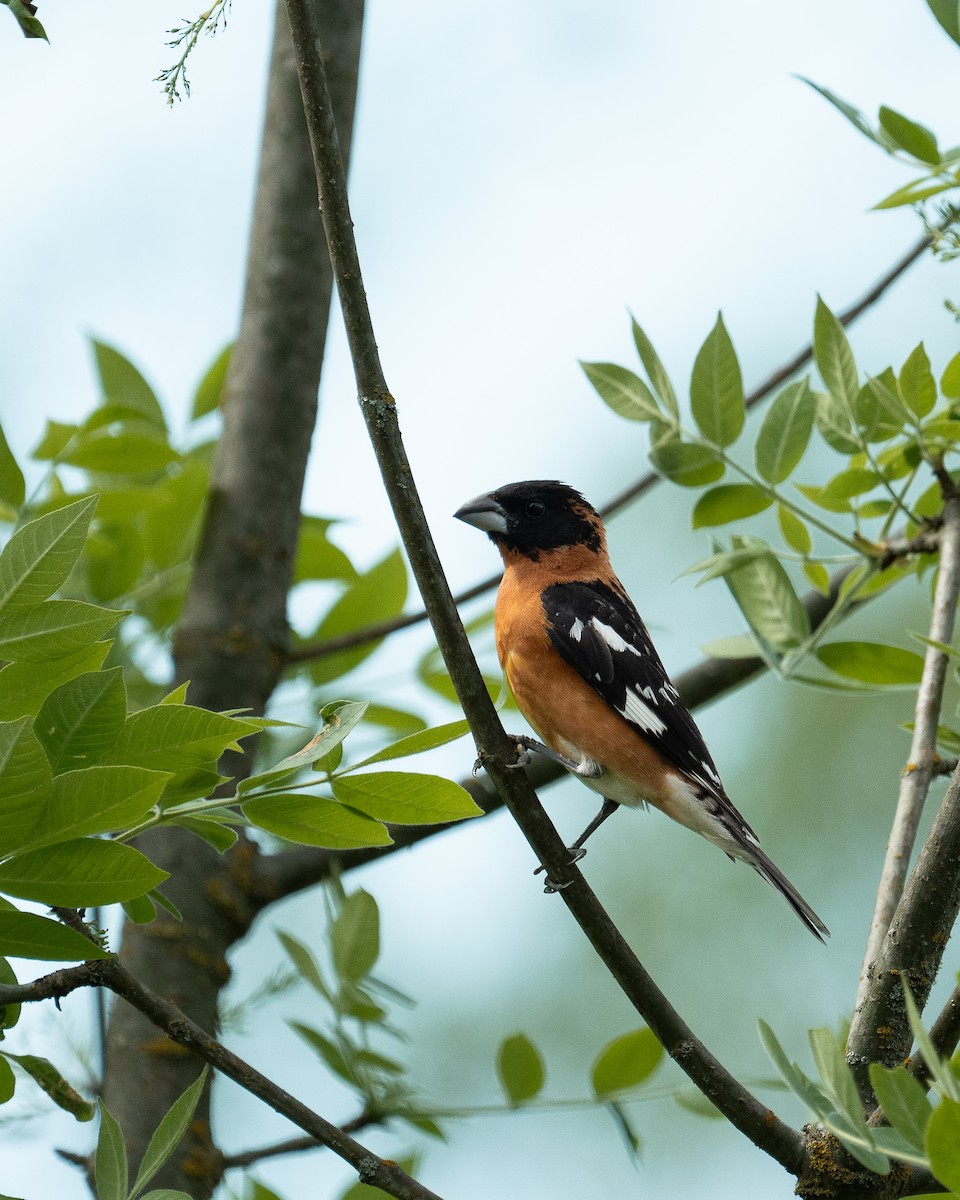 Black-headed Grosbeak - ML636053419