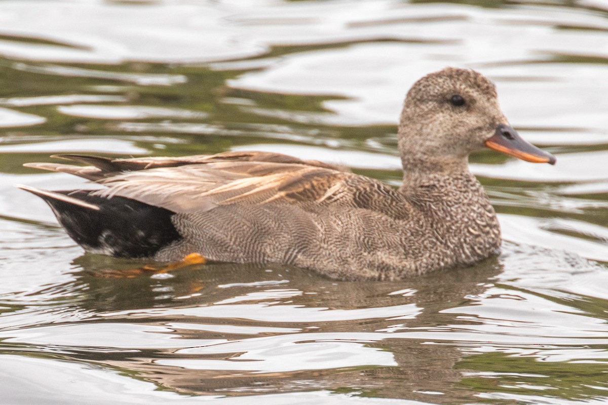 Gadwall - ML636053464