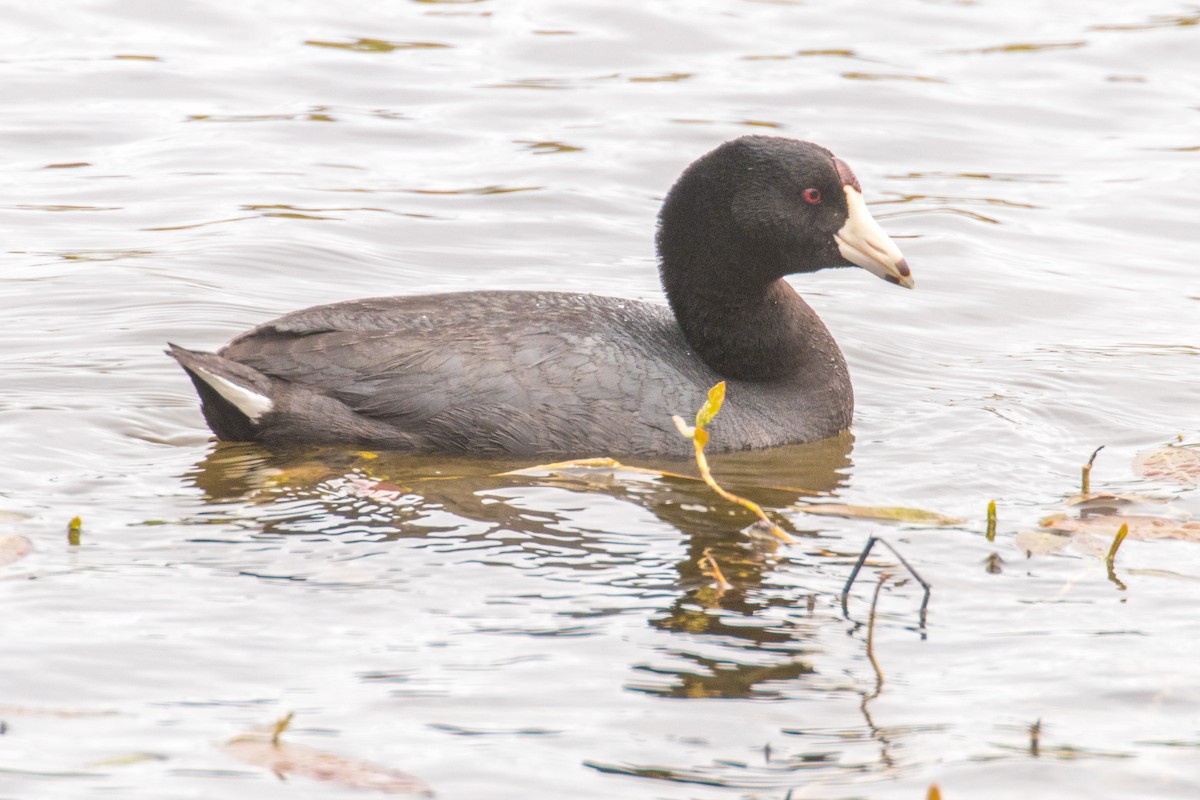 American Coot - ML636053497