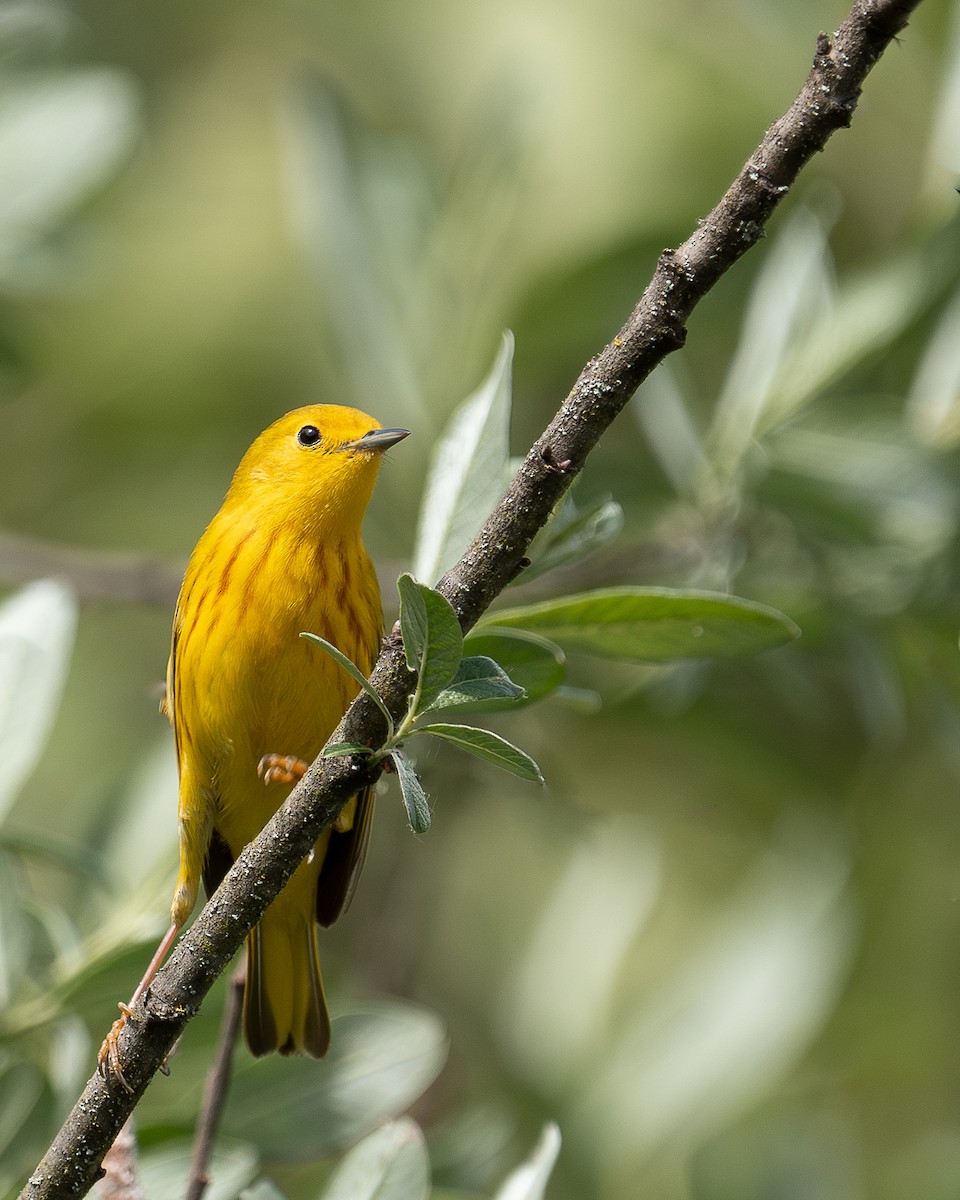 Yellow Warbler - ML636053520
