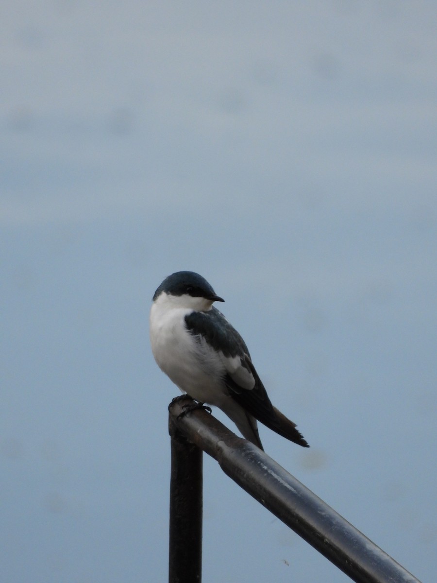 White-winged Swallow - ML636053536