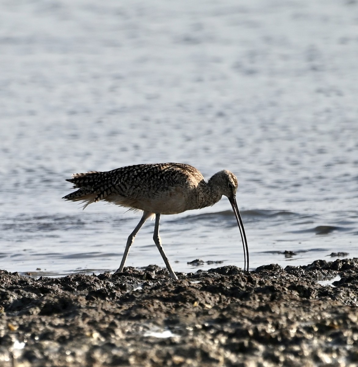 Long-billed Curlew - ML636053544