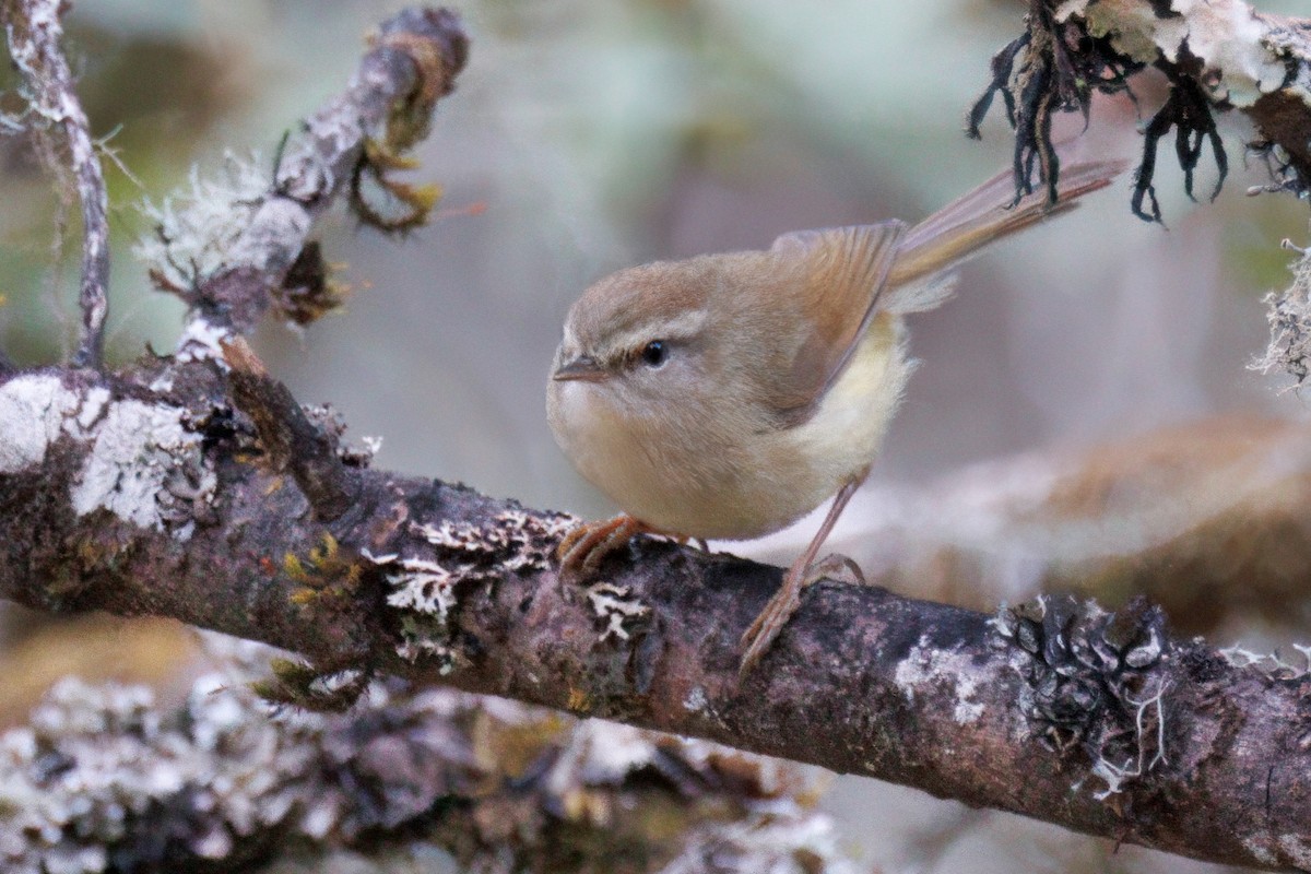 Hume's Bush Warbler - ML636053553