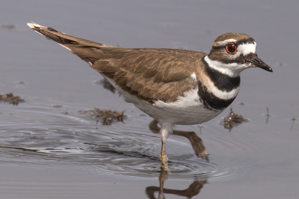 Killdeer - ML636053574
