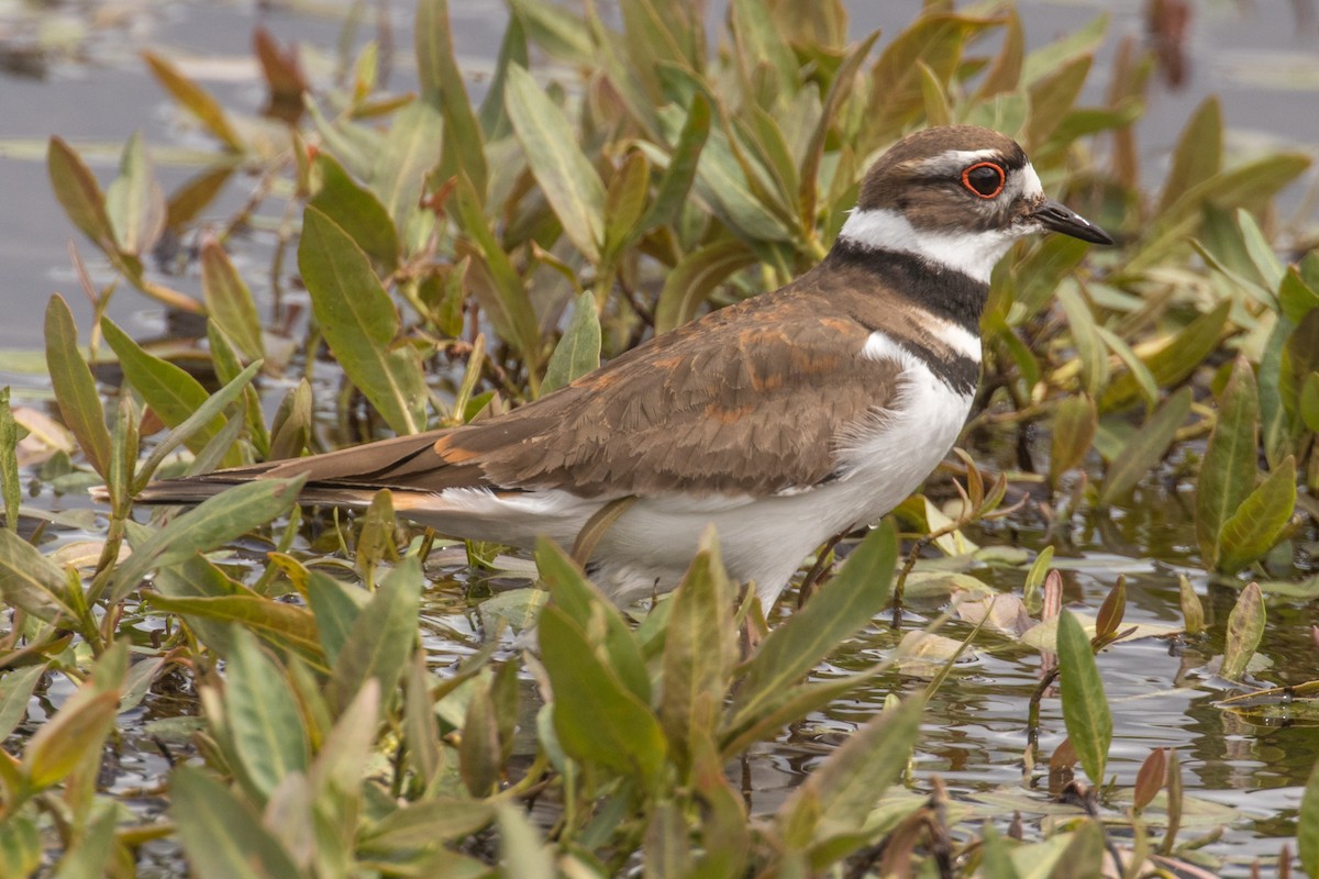 Killdeer - ML636053575