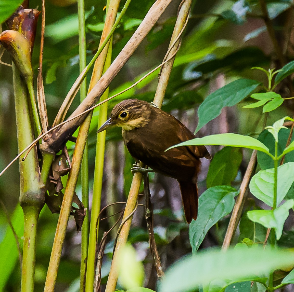 Chiriqui Foliage-gleaner - ML636053596