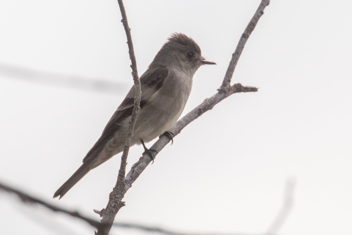Western Wood-Pewee - ML636053627