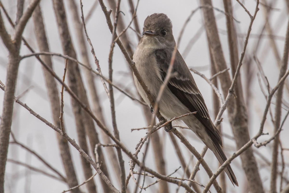 Western Wood-Pewee - ML636053628