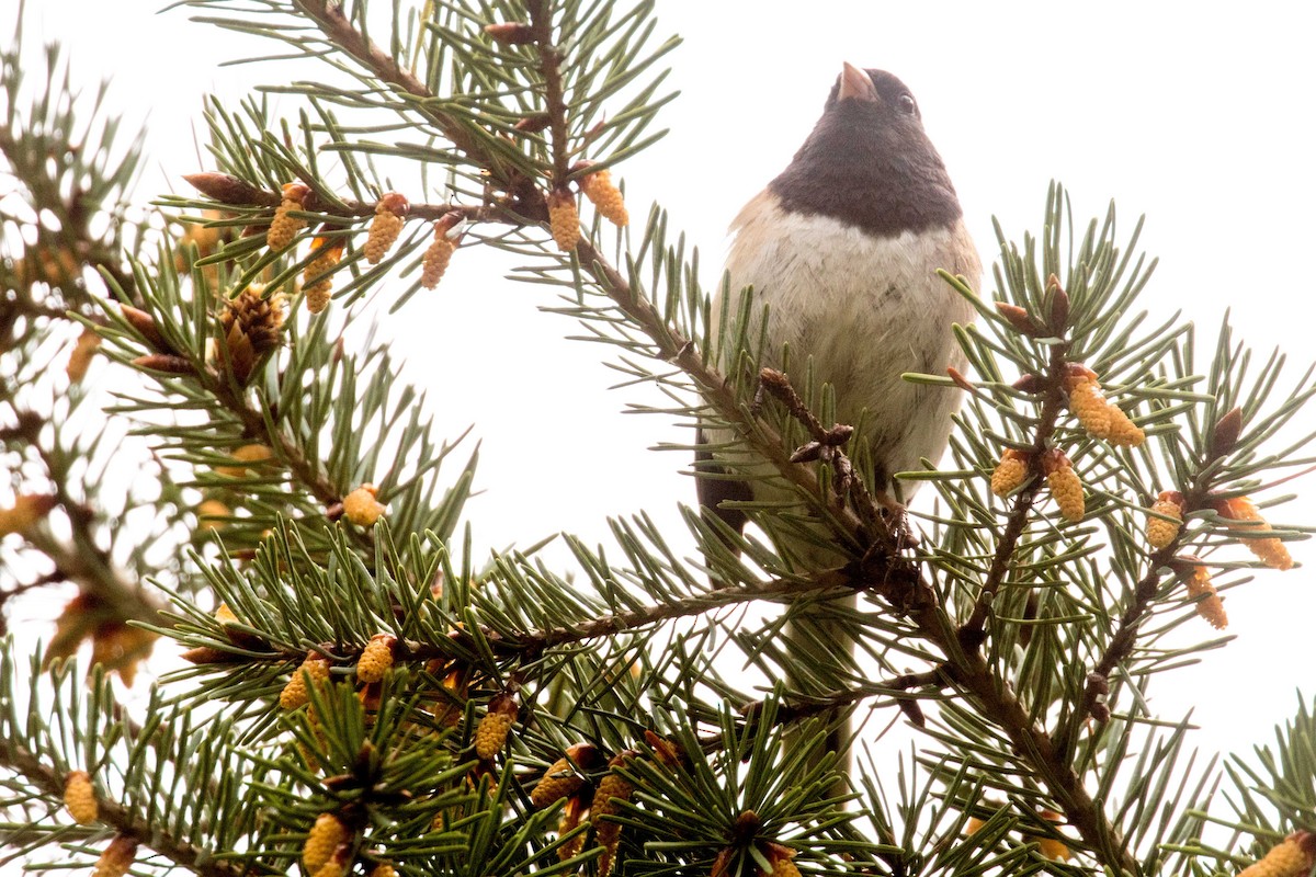 Dark-eyed Junco - ML636053664