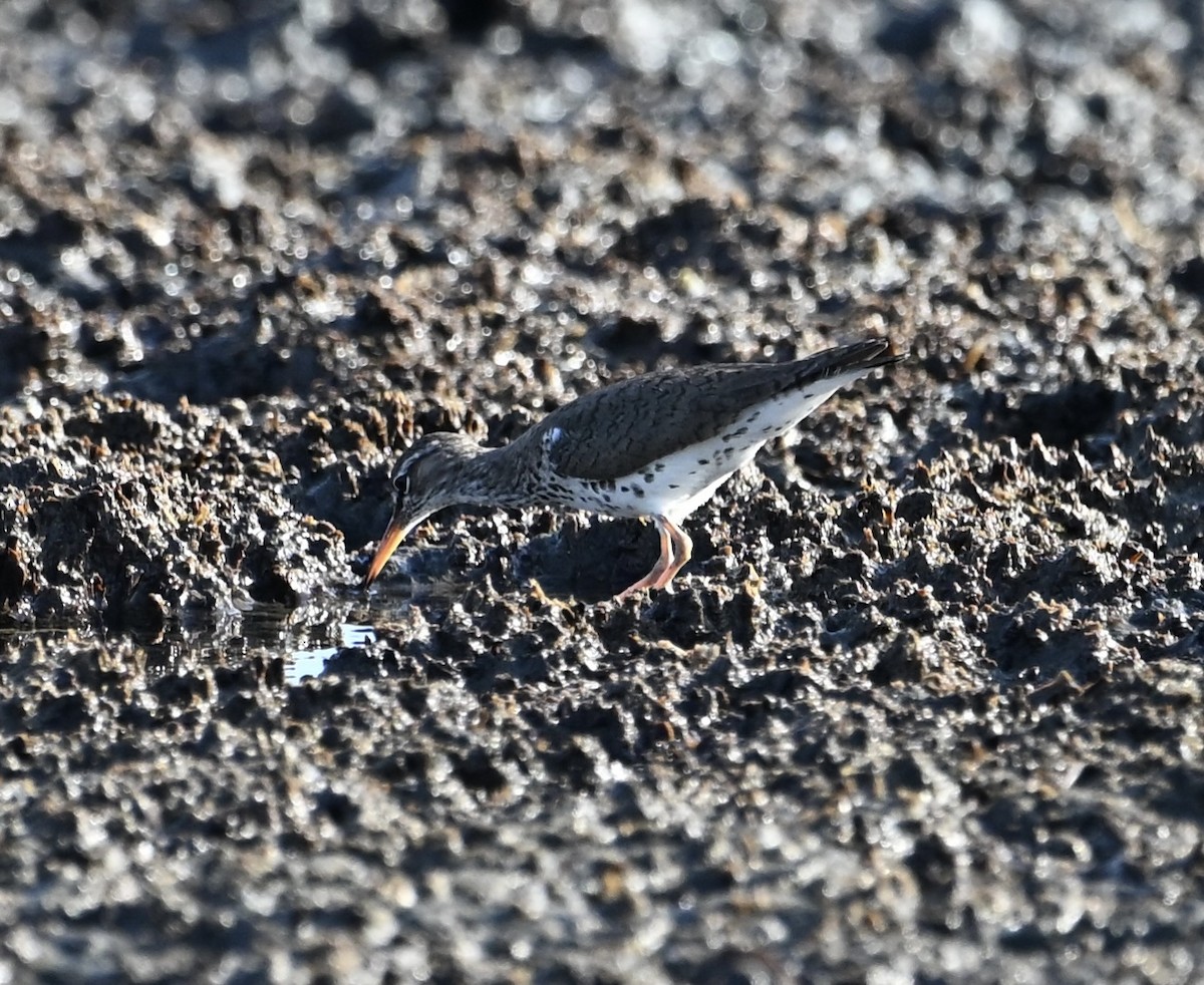 Spotted Sandpiper - ML636053705