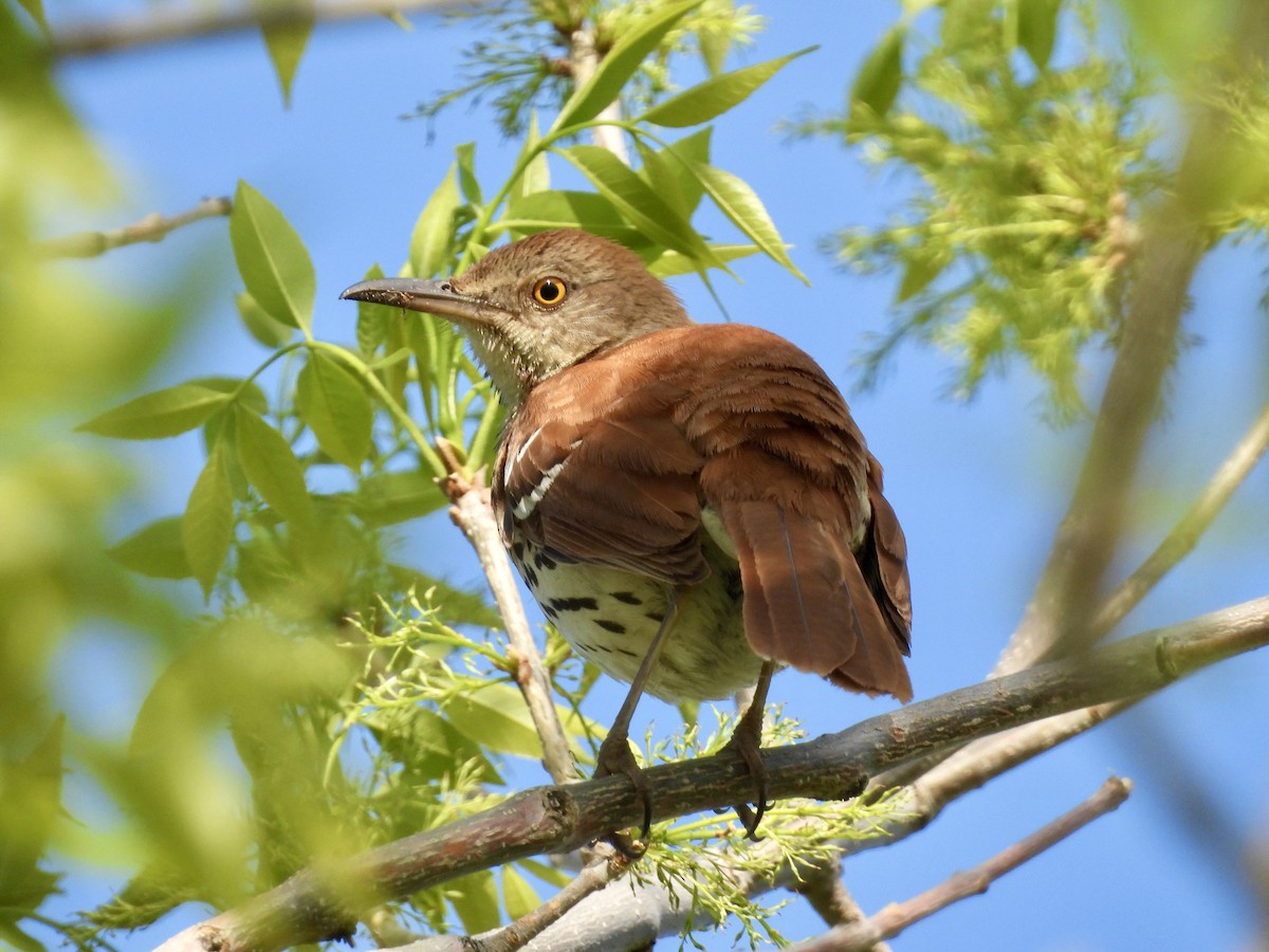 brunspottefugl - ML636053710