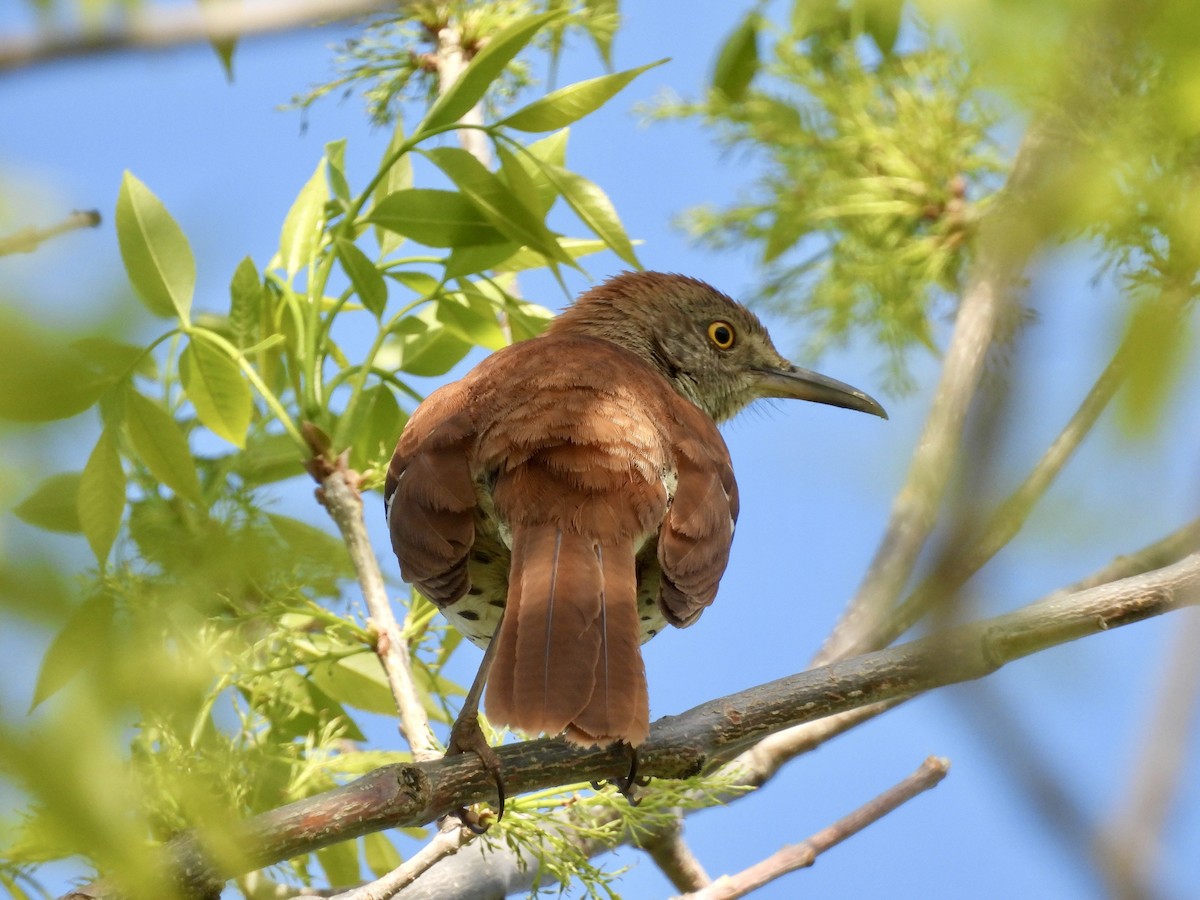 brunspottefugl - ML636053711