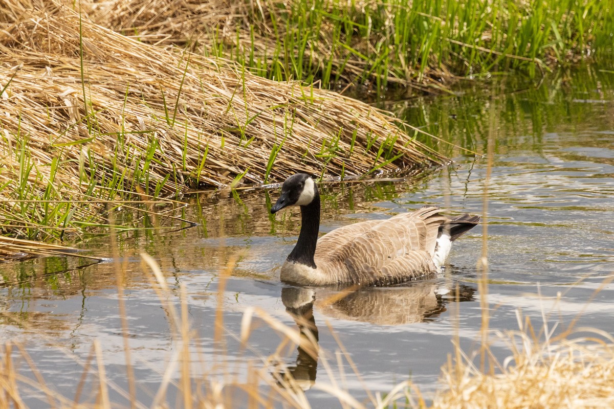 Branta kanadar handia - ML636053717