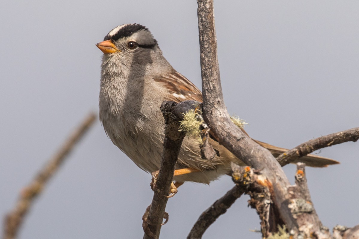 White-crowned Sparrow - ML636053736