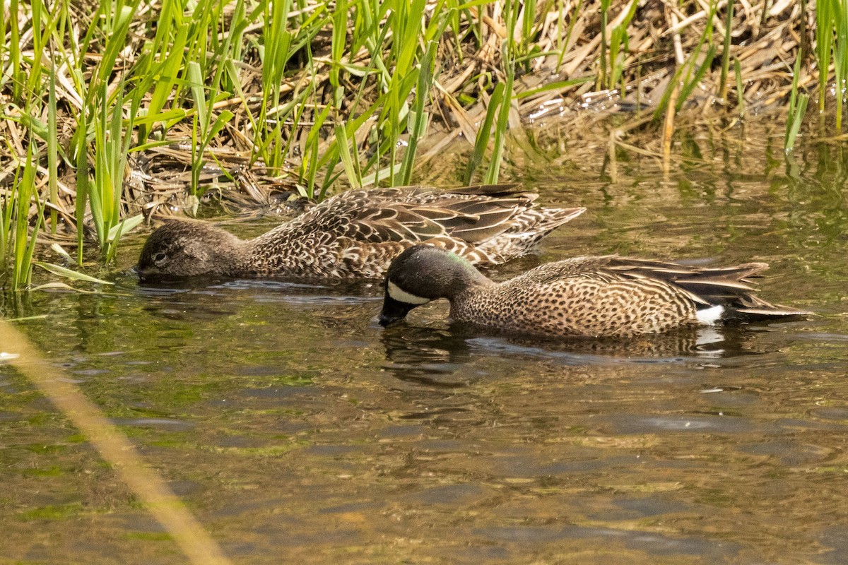 Zertzeta hegalurdina - ML636053748