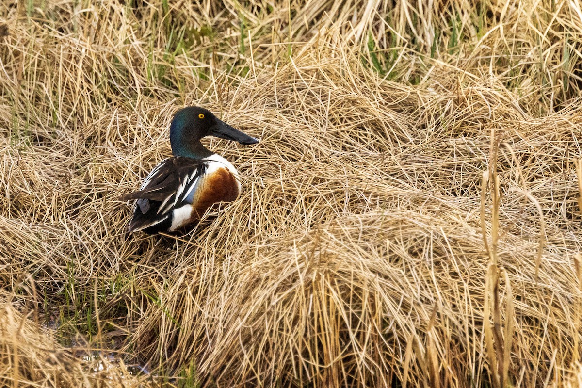 Ahate mokozabal zuria - ML636053768