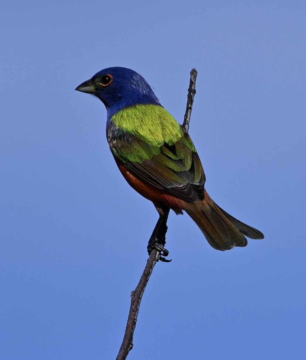Painted Bunting - ML636053770