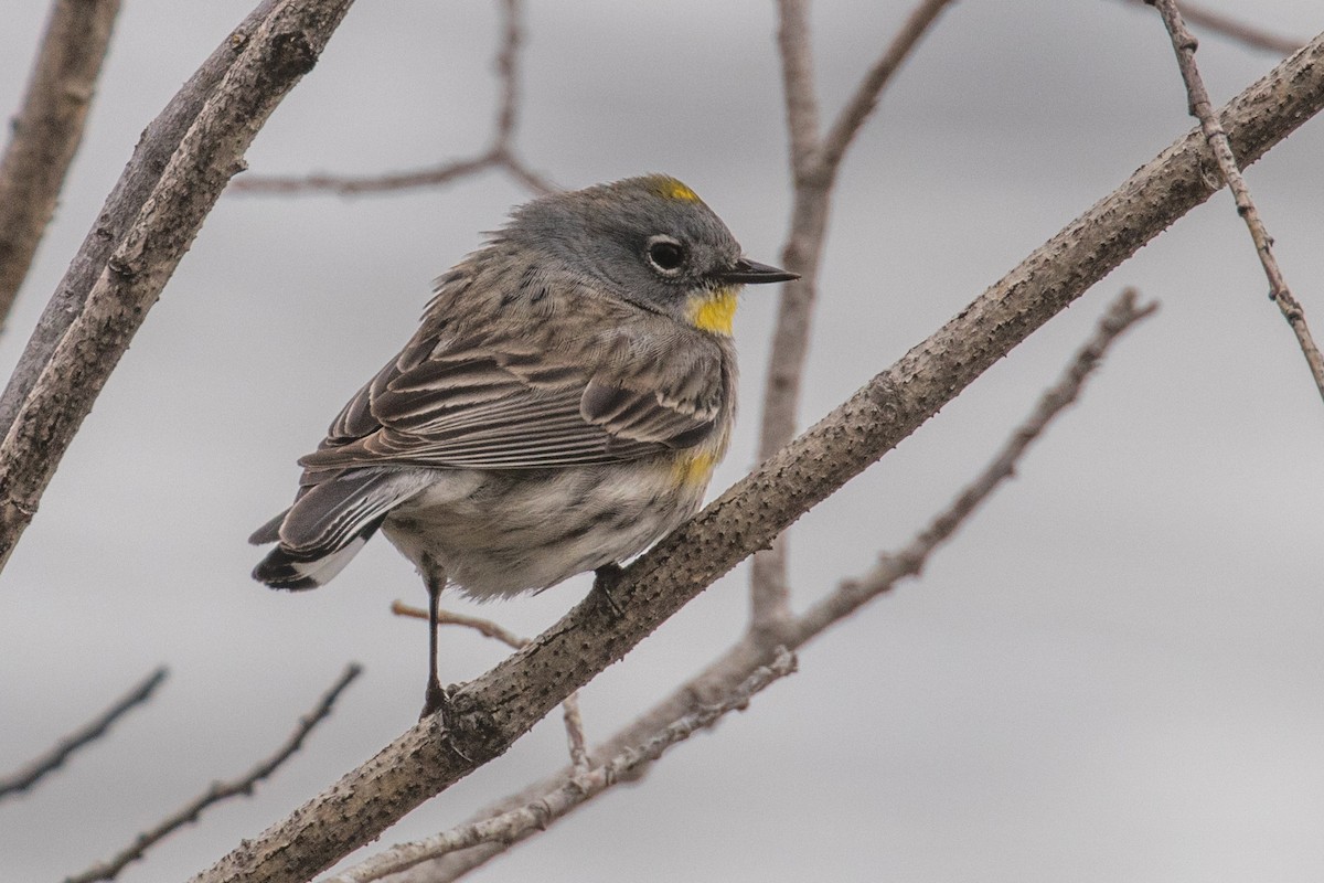 Yellow-rumped Warbler - ML636053795