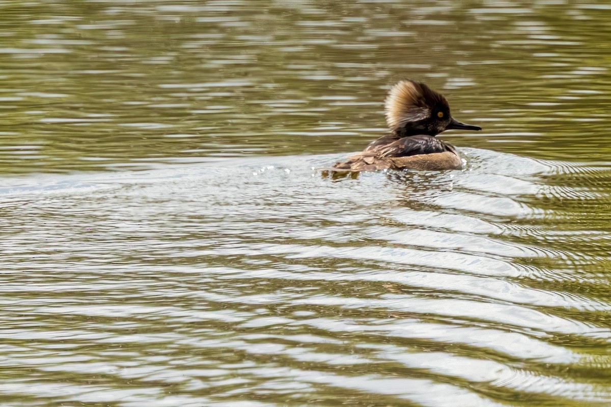 Zerra buruhandia - ML636053800