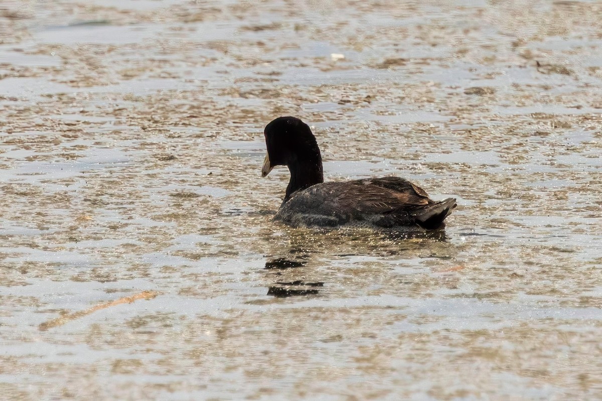 Kopetazuri amerikarra - ML636053825