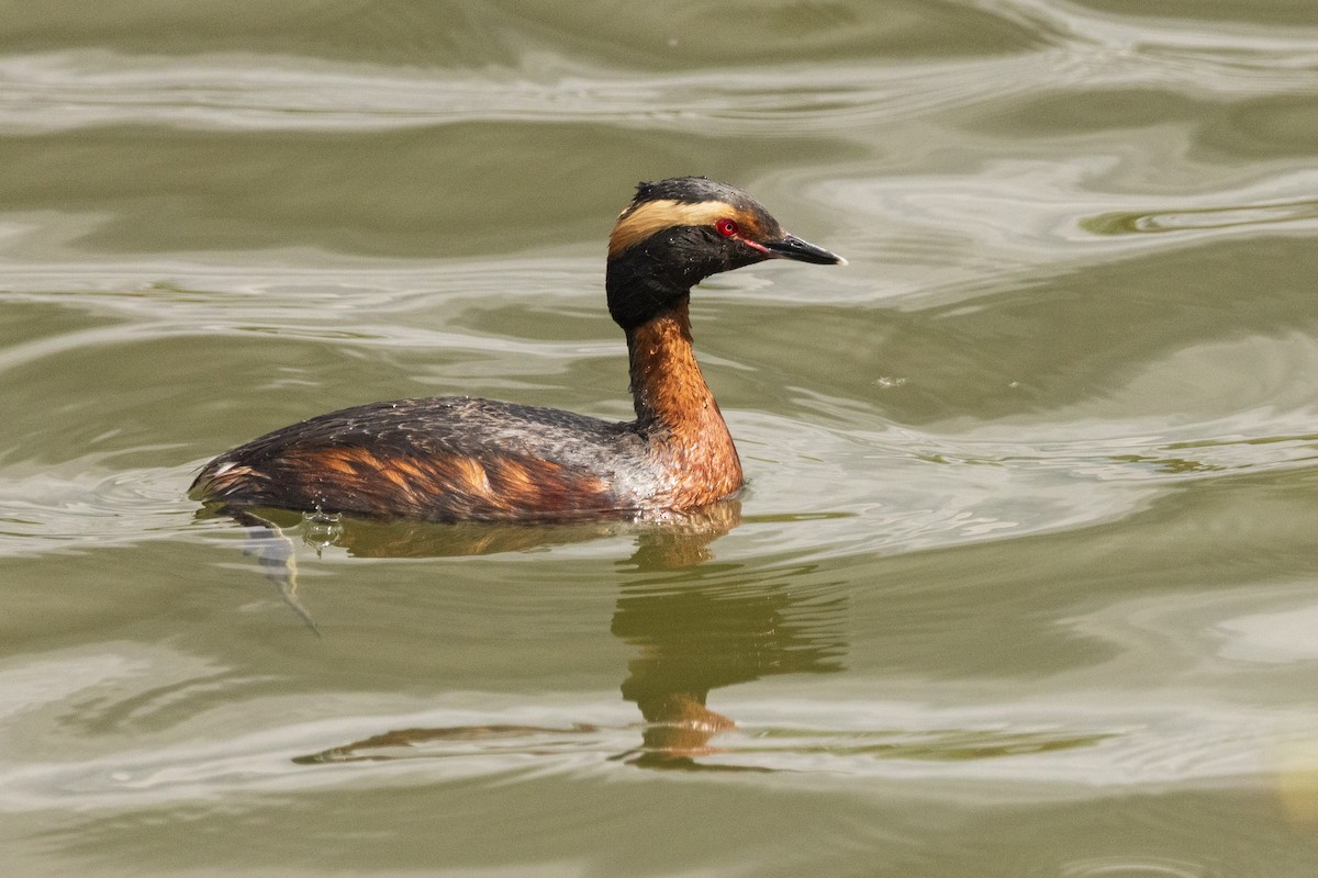 Txilinporta urrebelarria - ML636053844