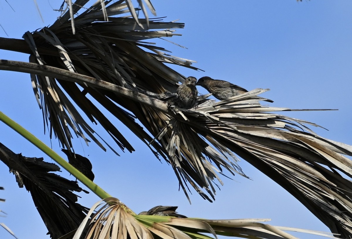 Red-winged Blackbird - ML636053854