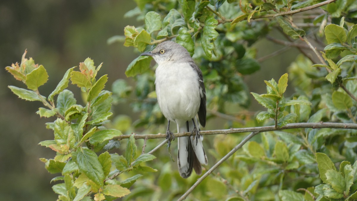 Northern Mockingbird - ML636053863