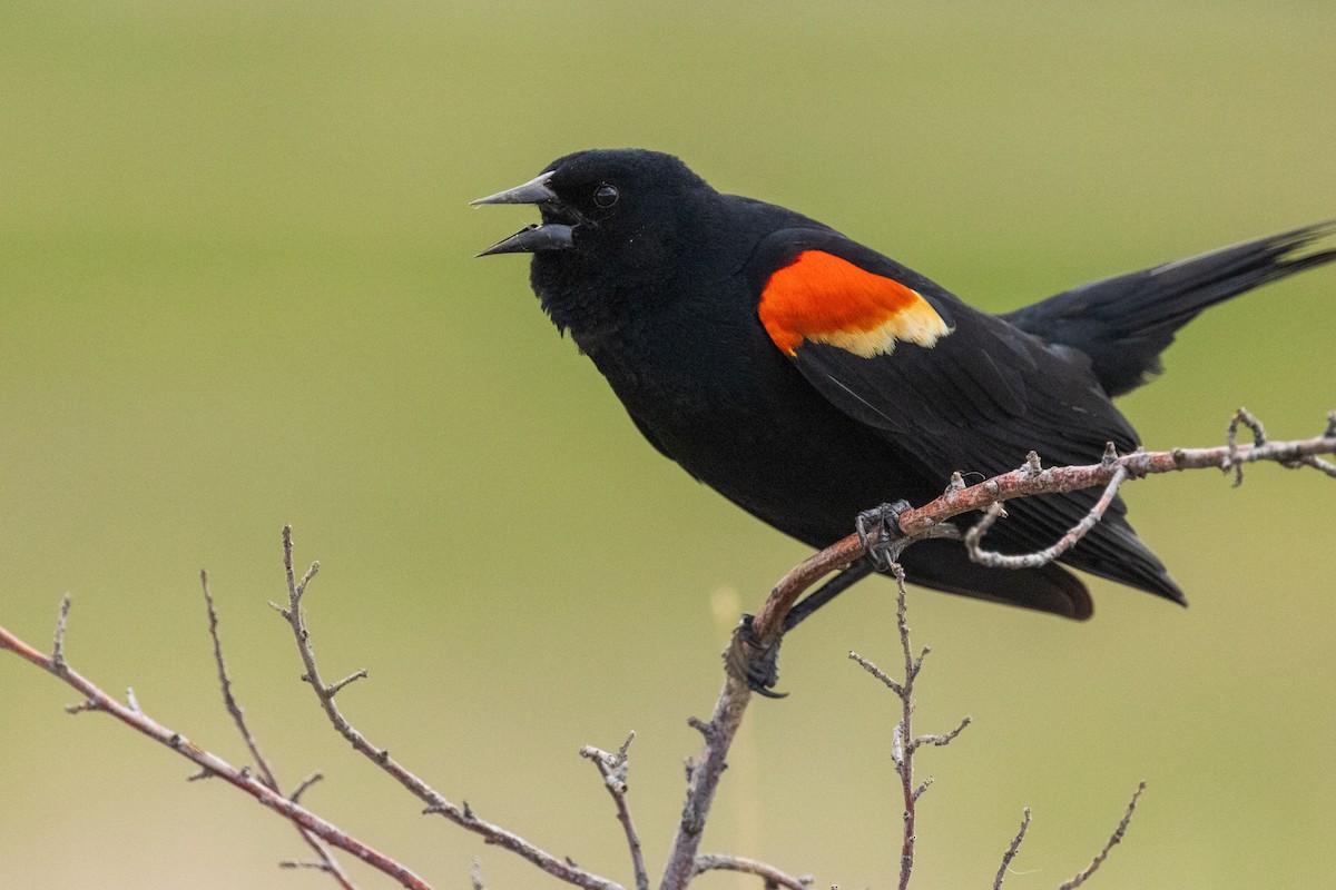 Red-winged Blackbird - ML636053899