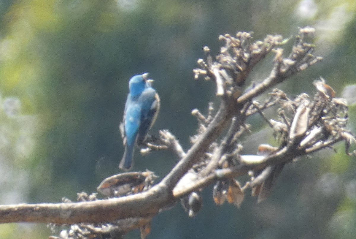 Lazuli Bunting - ML636054026